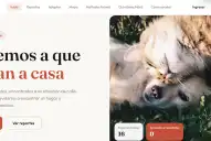 Patitas Tucumán: dos jóvenes crearon una plataforma para encontrar y ayudar animales