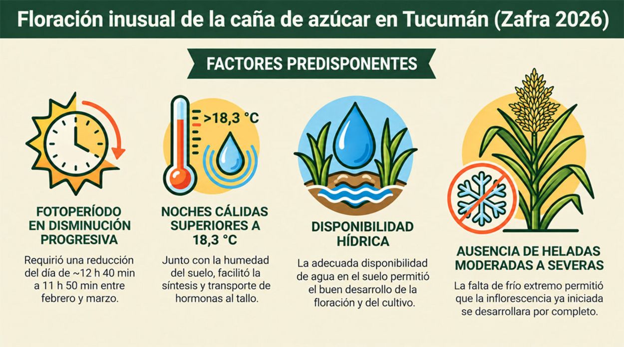 La floración en cañaverales tucumanos responde a la coincidencia de varias condiciones ambientales