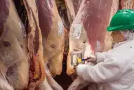 Sector bovino: de enero a septiembre se faenó un millón de animales menos interanual