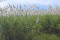 Resulta clave el tiempo que una caña florecida permanece en el lote