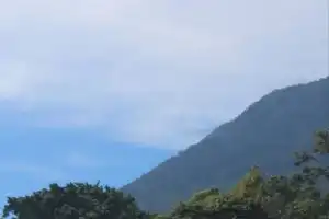 La floración en cañaverales tucumanos responde a la coincidencia de varias condiciones ambientales