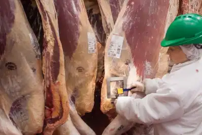 Sector bovino: de enero a septiembre se faenó un millón de animales menos interanual