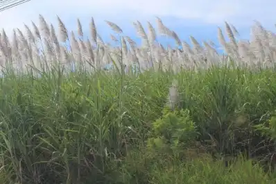 Resulta clave el tiempo que una caña florecida permanece en el lote