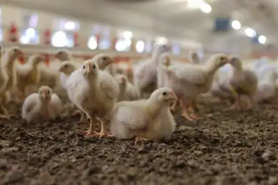 Senasa capacitó a veterinarios para enfrentar la influenza aviar