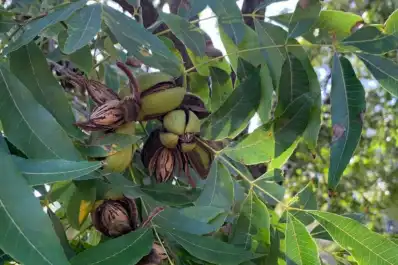 Tucumán y Catamarca serán punto de encuentro para la actividad pecanera del continente