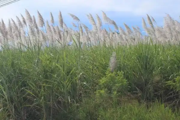 Resulta clave el tiempo que una caña florecida permanece en el lote