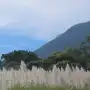 La floración en cañaverales tucumanos responde a la coincidencia de varias condiciones ambientales