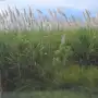 Resulta clave el tiempo que una caña florecida permanece en el lote
