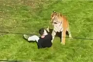 Tragedia en un parque de Inglaterra: saltó al área de tigres y murió frente a decenas de visitantes