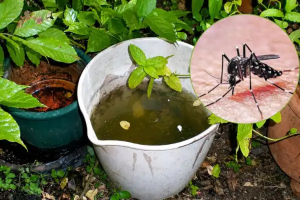Lluvias récord y calor: cómo el fenómeno de El Niño acelera el caldo de cultivo para el dengue en Tucumán