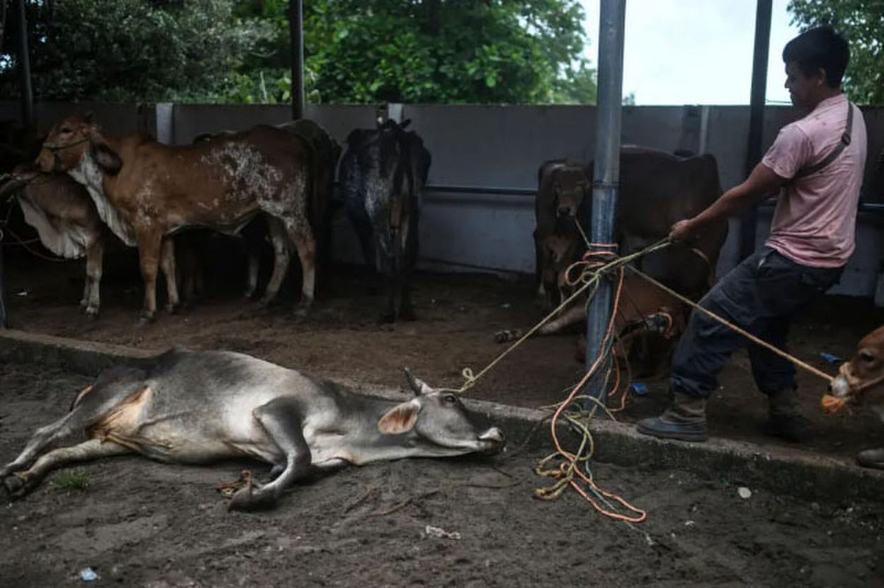 El “Súper Niño” trajo una época de  “vacas flacas” en Centroamérica