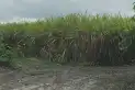 Las lluvias vuelven a frenar la zafra en Tucumán: solo seis ingenios pueden moler hoy