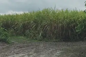Las lluvias vuelven a frenar la zafra en Tucumán: solo seis ingenios pueden moler hoy