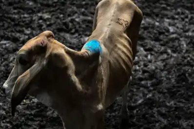 El “Súper Niño” trajo una época de  “vacas flacas” en Centroamérica