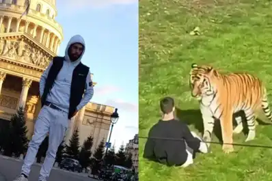 Quién era William Chapman, el actor británico que murió tras ser atacado por un tigre