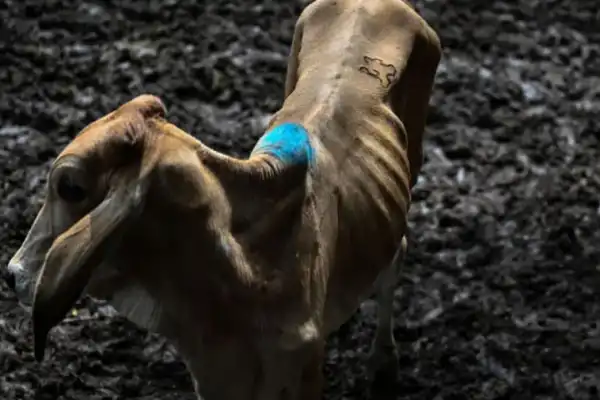 El “Súper Niño” trajo una época de  “vacas flacas” en Centroamérica
