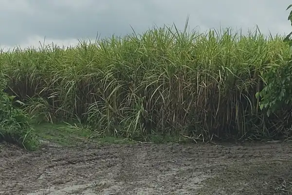 Las lluvias vuelven a frenar la zafra en Tucumán: solo seis ingenios pueden moler hoy