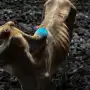 El “Súper Niño” trajo una época de  “vacas flacas” en Centroamérica