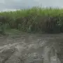 Las lluvias vuelven a frenar la zafra en Tucumán: solo seis ingenios pueden moler hoy