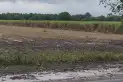 La zafra azucarera en Tucumán podría extenderse hasta fines de noviembre por las lluvias