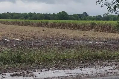La zafra azucarera en Tucumán podría extenderse hasta fines de noviembre por las lluvias