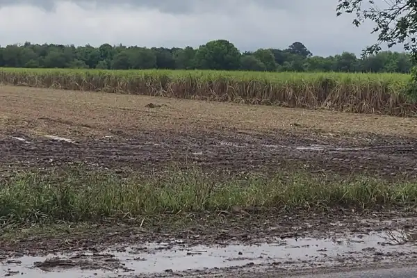La zafra azucarera en Tucumán podría extenderse hasta fines de noviembre por las lluvias