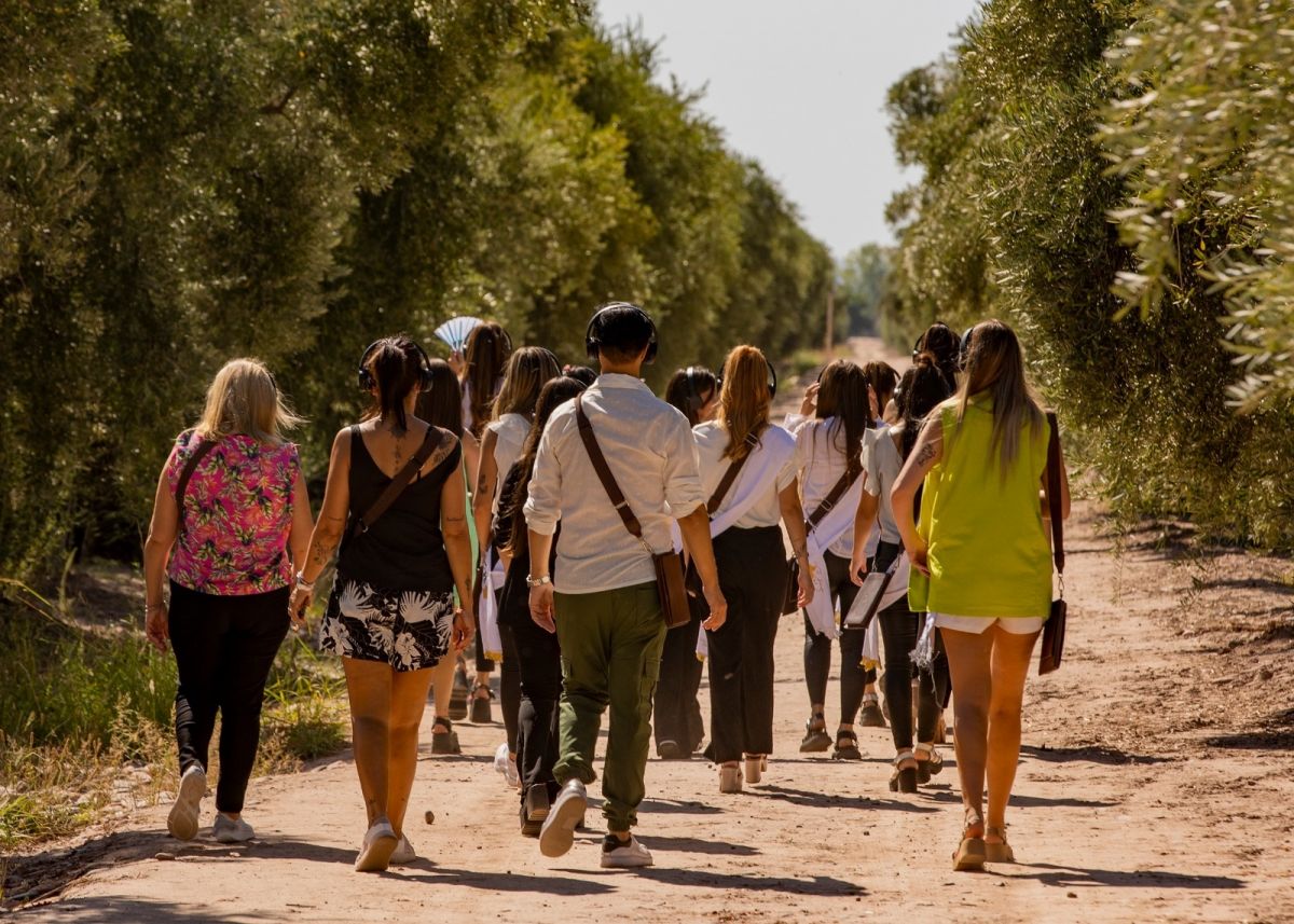 PASEO. Los turistas hacen gran parte del recorrido entre olivos.