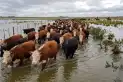 El Súper Niño amenaza al ganado: más de 900.000 vacas en riesgo por las inundaciones