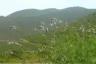 Cómo es la Salvia messii, la planta que lleva el nombre de Lionel Messi y está en peligro de extinción