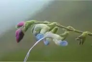 Cómo es la Salvia messii, la planta que lleva el nombre de Lionel Messi y está en peligro de extinción