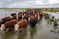 El Súper Niño amenaza al ganado: más de 900.000 vacas en riesgo por las inundaciones