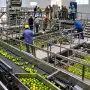 Ledesma abrió una vacante full time para egresados de carreras agronómicas