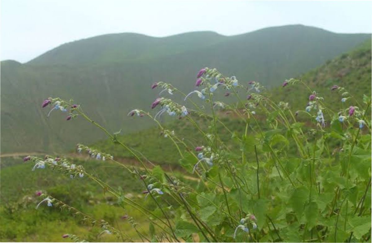 La planta pertenece a la familia de las lamiáceas.