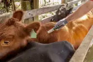 Cómo elegir veterinario privado para la vacunación antiaftosa