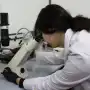 Crean un modelo para evaluar daños en la parición de bovinos