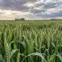 Las precipitaciones de octubre llegaron justo en un momento decisivo para el trigo