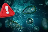 Ameba “comecerebros”: qué síntomas deben encender las alarmas y cómo prevenirla