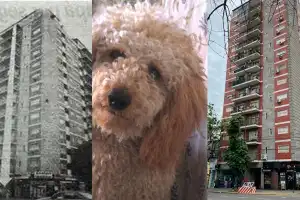 El día que un caniche cayó desde el piso 13, mató a una mujer y desencadenó una tragedia inesperada en Buenos Aires
