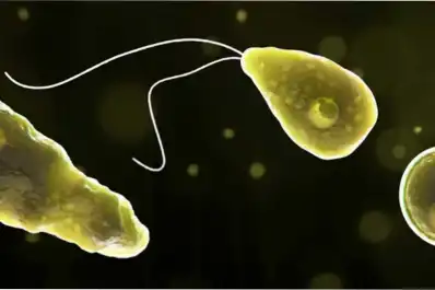 Qué es la ameba come cerebros: síntomas, cómo ingresa al cuerpo y por qué resulta tan letal