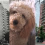 El día que un caniche cayó desde el piso 13, mató a una mujer y desencadenó una tragedia inesperada en Buenos Aires
