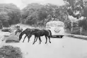 Recuerdos fotográficos: Enero de 1951. Breve reinado de los caballos en la avenida Aconquija