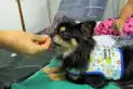 La conmovedora historia de Ari, el chihuahua que escapó de la guerra de Ucrania y lleva alegría a nenes internados