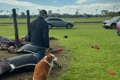 Un rayo cayó en una cancha de polo y mató a cuatro yeguas en San Isidro