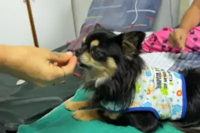 La conmovedora historia de Ari, el chihuahua que escapó de la guerra de Ucrania y lleva alegría a nenes internados