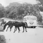 Recuerdos fotográficos: Enero de 1951. Breve reinado de los caballos en la avenida Aconquija