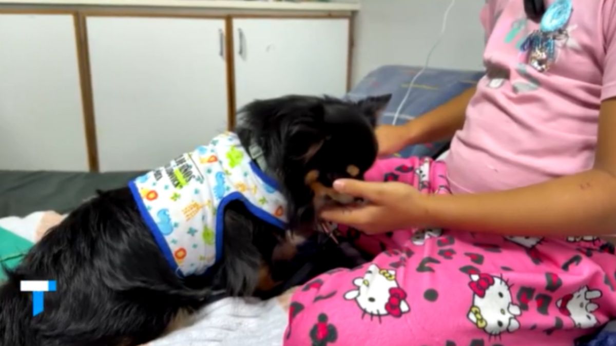 La conmovedora historia de Ari, el chihuahua que escapó de la guerra de Ucrania y lleva alegría a nenes internados