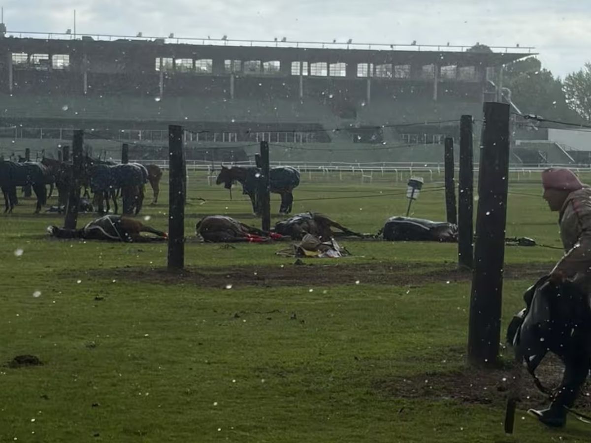 Cuatro yeguas murieron tras una descarga eléctrica en una cancha de polo