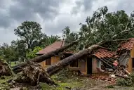 Dos árboles de su vecina destruyeron parte de su casa y ahora deberá indemnizarlo con $5,9 millones
