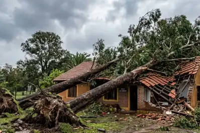 Dos árboles de su vecina destruyeron parte de su casa y ahora deberá indemnizarlo con $5,9 millones