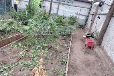 Denuncian que robaron marihuana con fin medicinal de un cultivo protegido por la Justicia